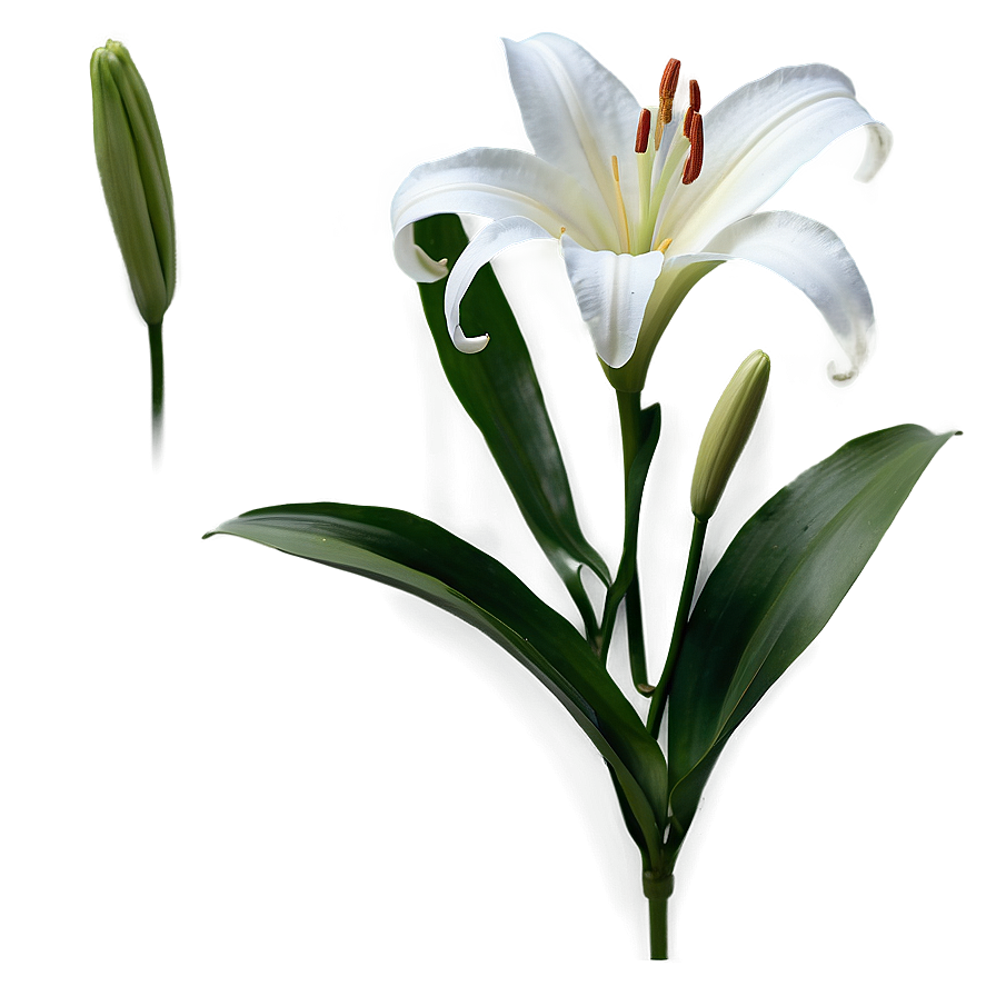 White Lily Flower Png Kyd3 PNG Image