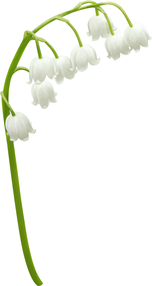 White Lilyofthe Valley Flowers PNG Image