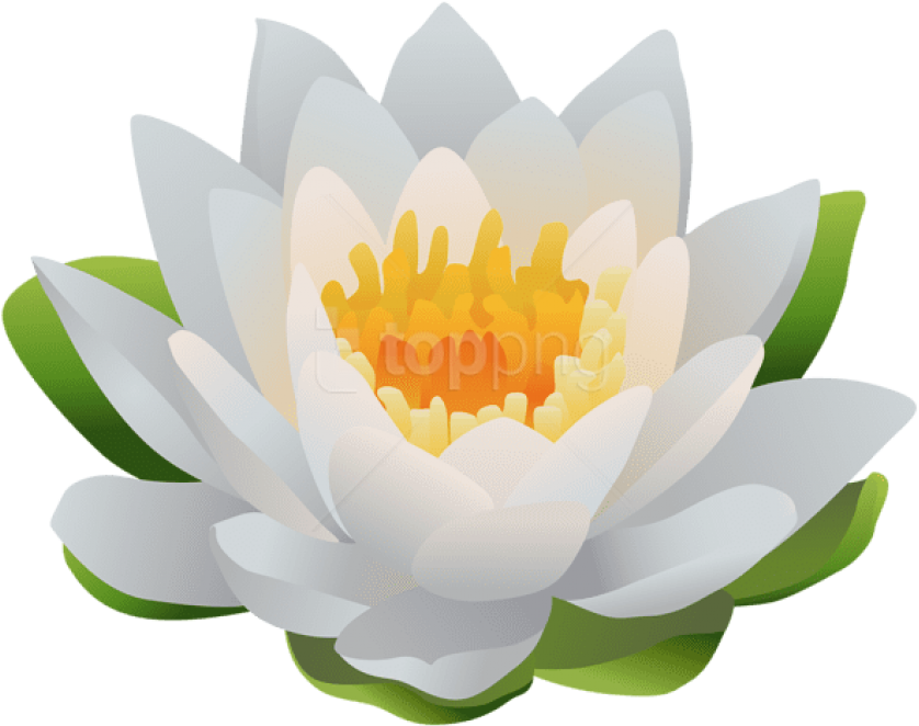 White Lotus Flower Illustration PNG Image