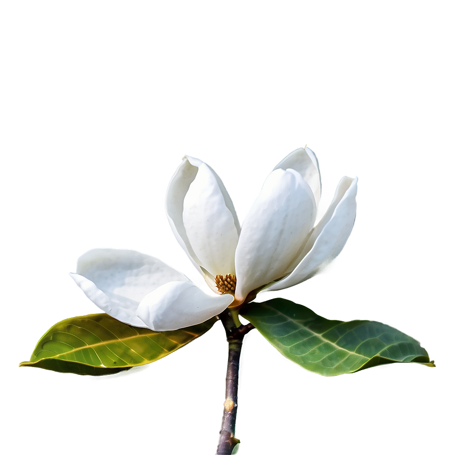 White Magnolia Bloom Png Kvi75 PNG Image