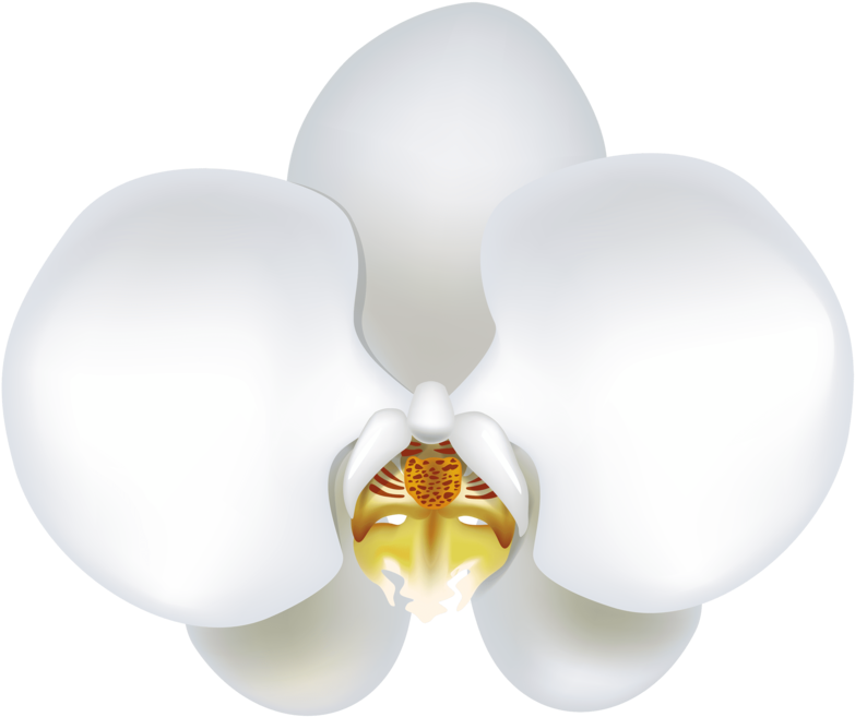 White Orchid Bloom Illustration PNG Image