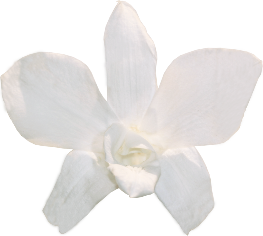 White Orchid Flower Isolated Background PNG Image