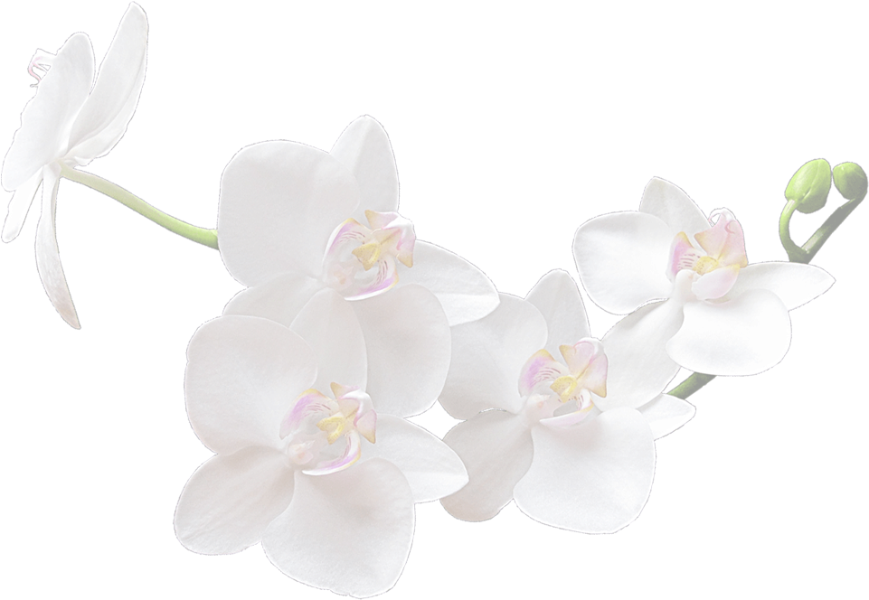 White Orchid Flowers Transparent Background PNG Image