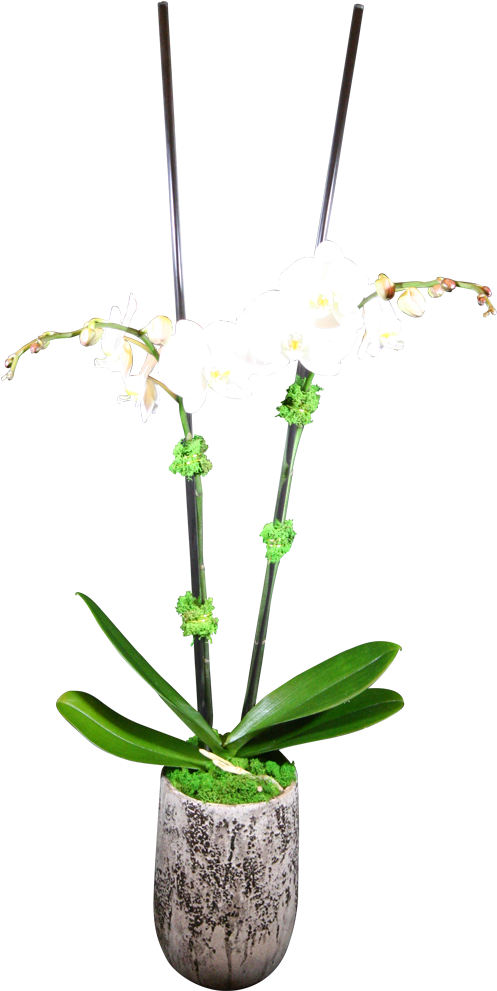 White Orchidin Decorative Pot PNG Image