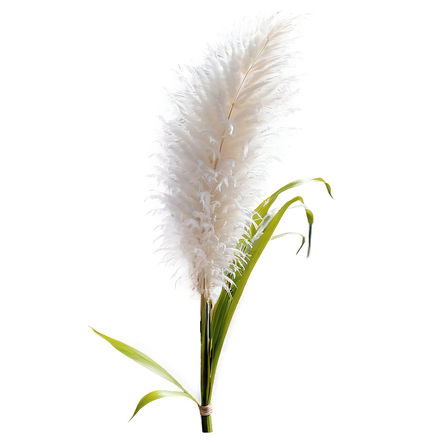 White Pampas Grass Png Pbw63 PNG Image