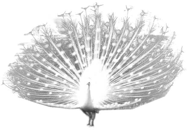 White Peacock Displaying Feathers PNG Image