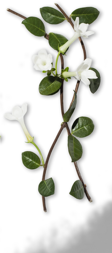 White Periwinkle Flowers Vine PNG Image