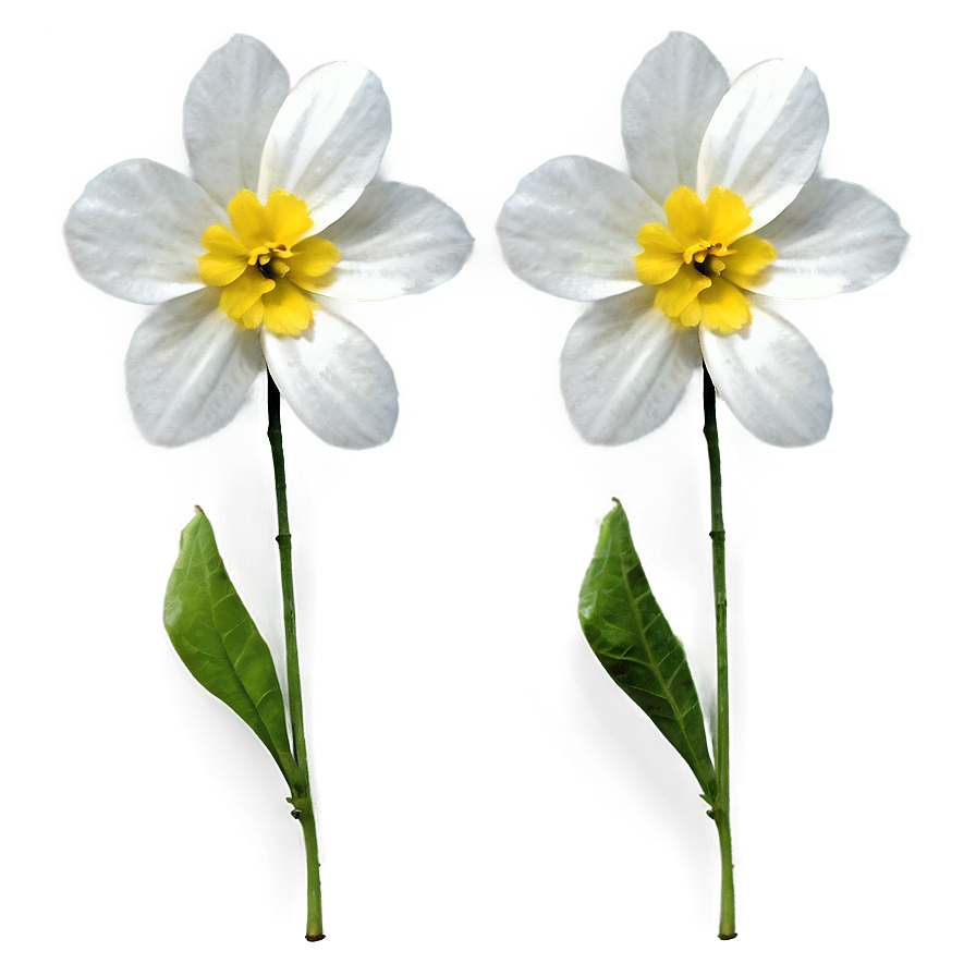 White Petals Png 47 PNG Image