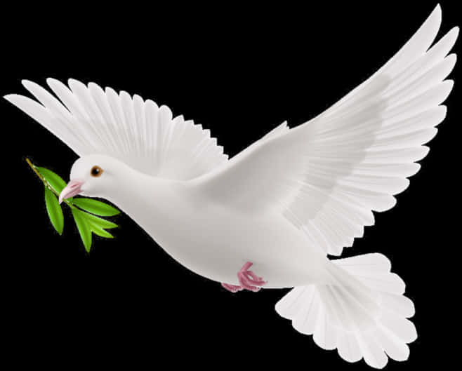 White Pigeon Holding Olive Branch PNG Image