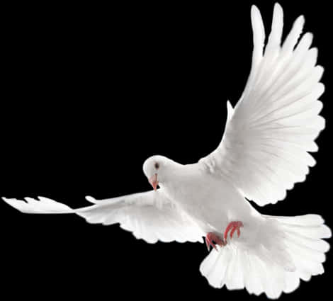 White Pigeon In Flight PNG Image