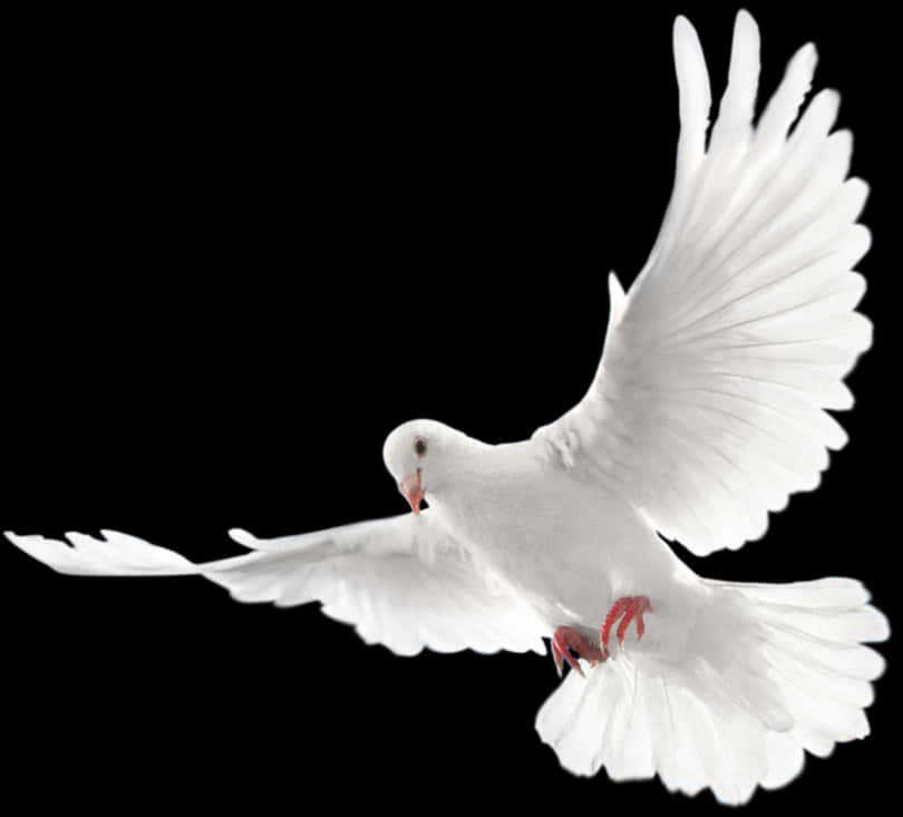 White Pigeon In Flight PNG Image