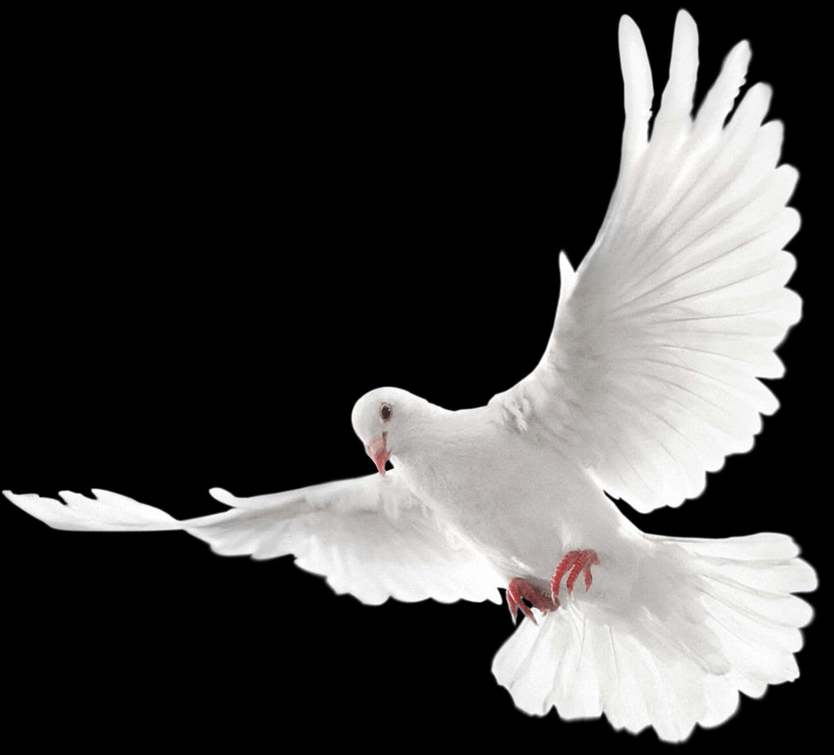 White Pigeon In Flight PNG Image