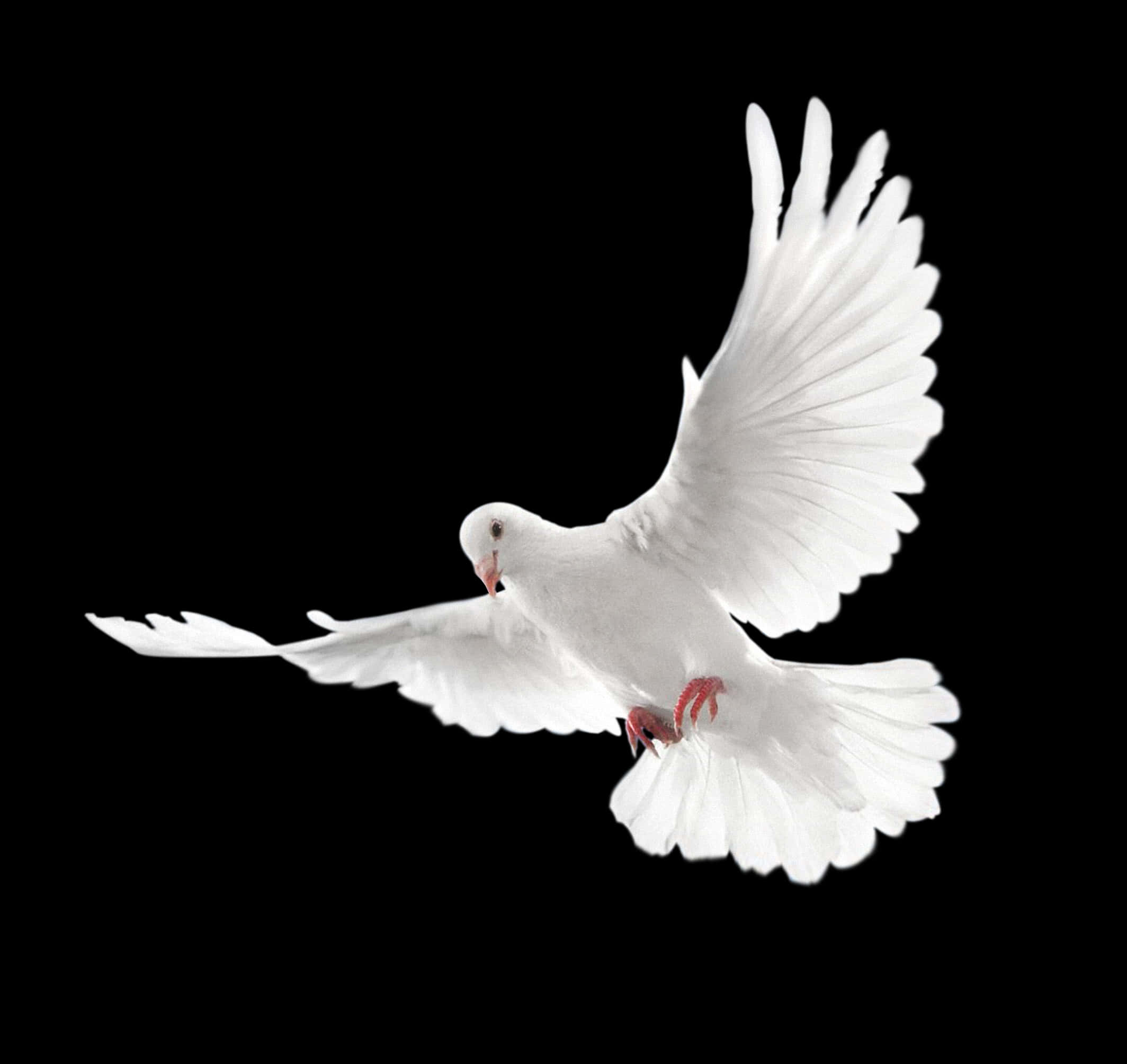 White Pigeon In Flight Black Background PNG Image