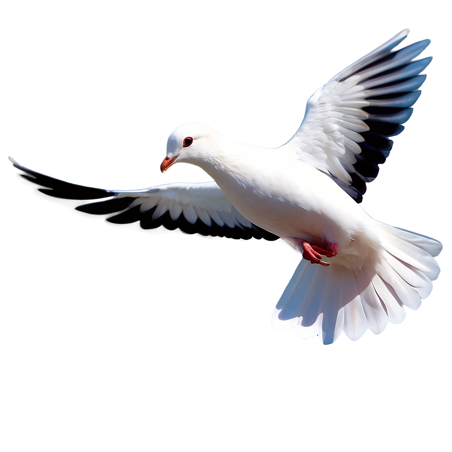 White Pigeon Peace Symbol Png 05242024 PNG Image