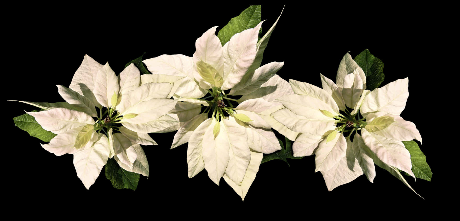 White Poinsettia Christmas Decoration PNG Image