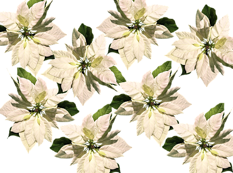 White Poinsettia Pattern Christmas Background.jpg PNG Image