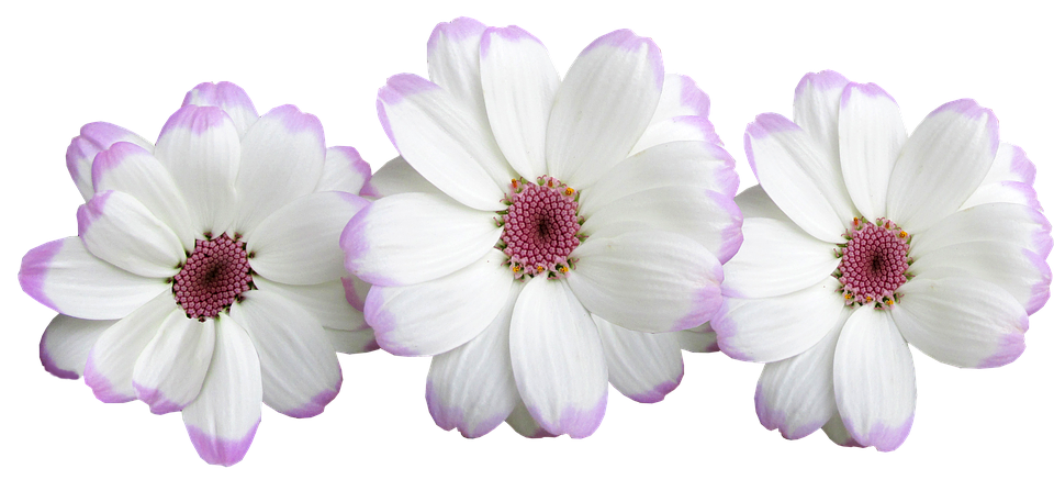 White Purple Tipped Daisy Flowers PNG Image