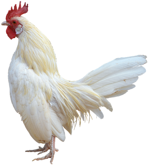 White Rooster Profile PNG Image