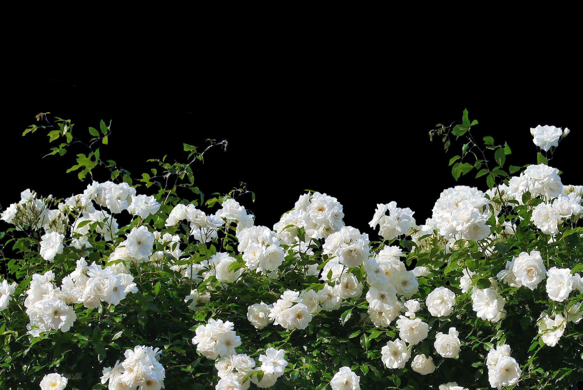 White Roses Black Background PNG Image