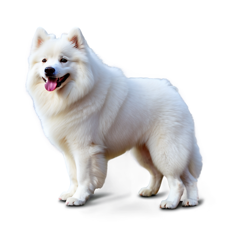 White Samoyed Dog Png Pln18 PNG Image