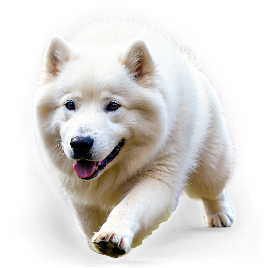 White Samoyed Dog Png Ppr PNG Image