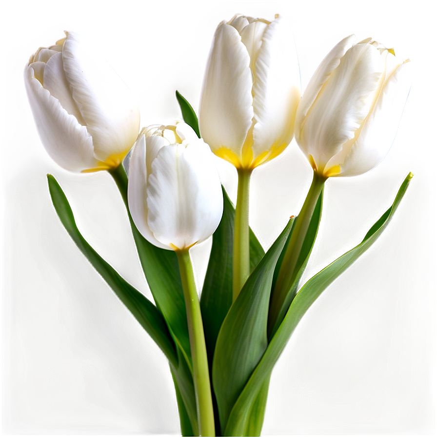 White Tulip Png 92 PNG Image