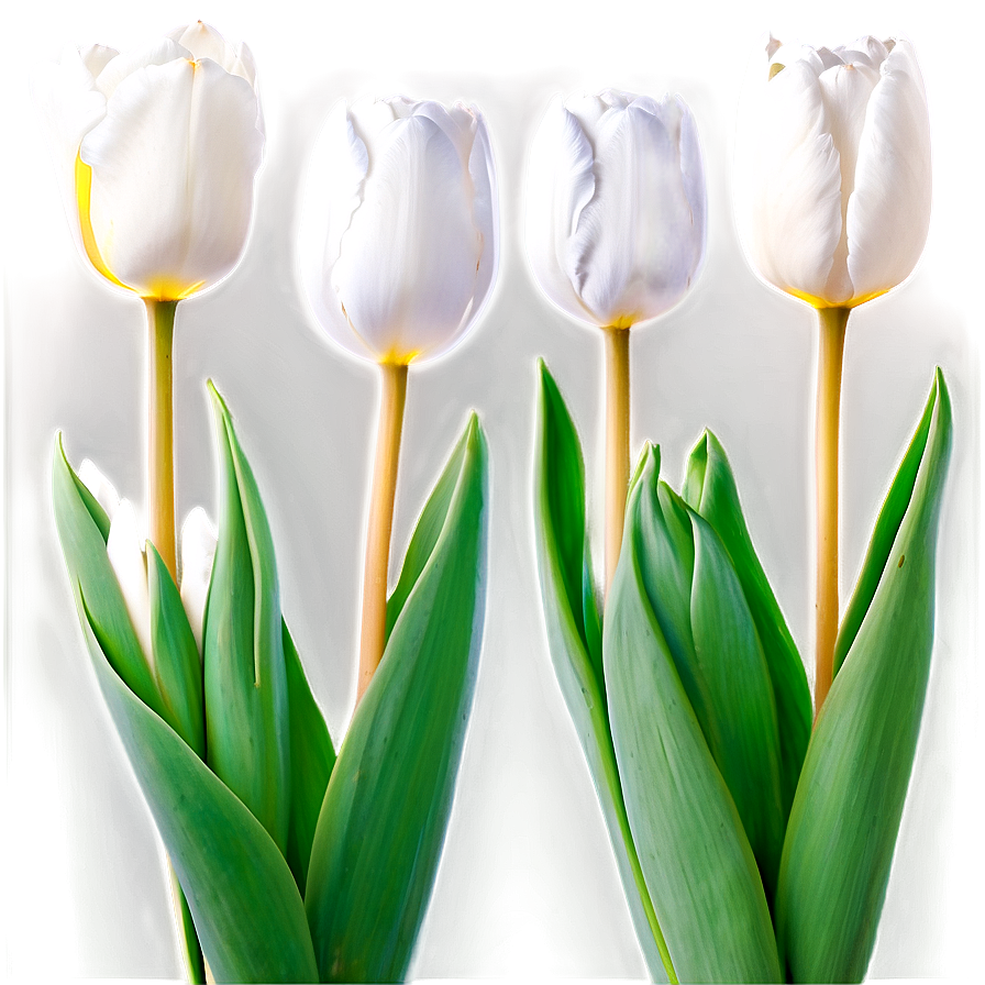 White Tulips Elegance Png 05242024 PNG Image