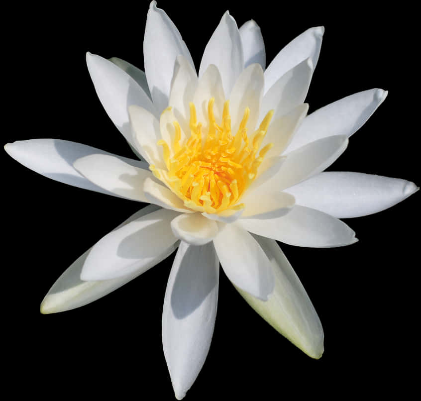 White Water Lily Black Background PNG Image