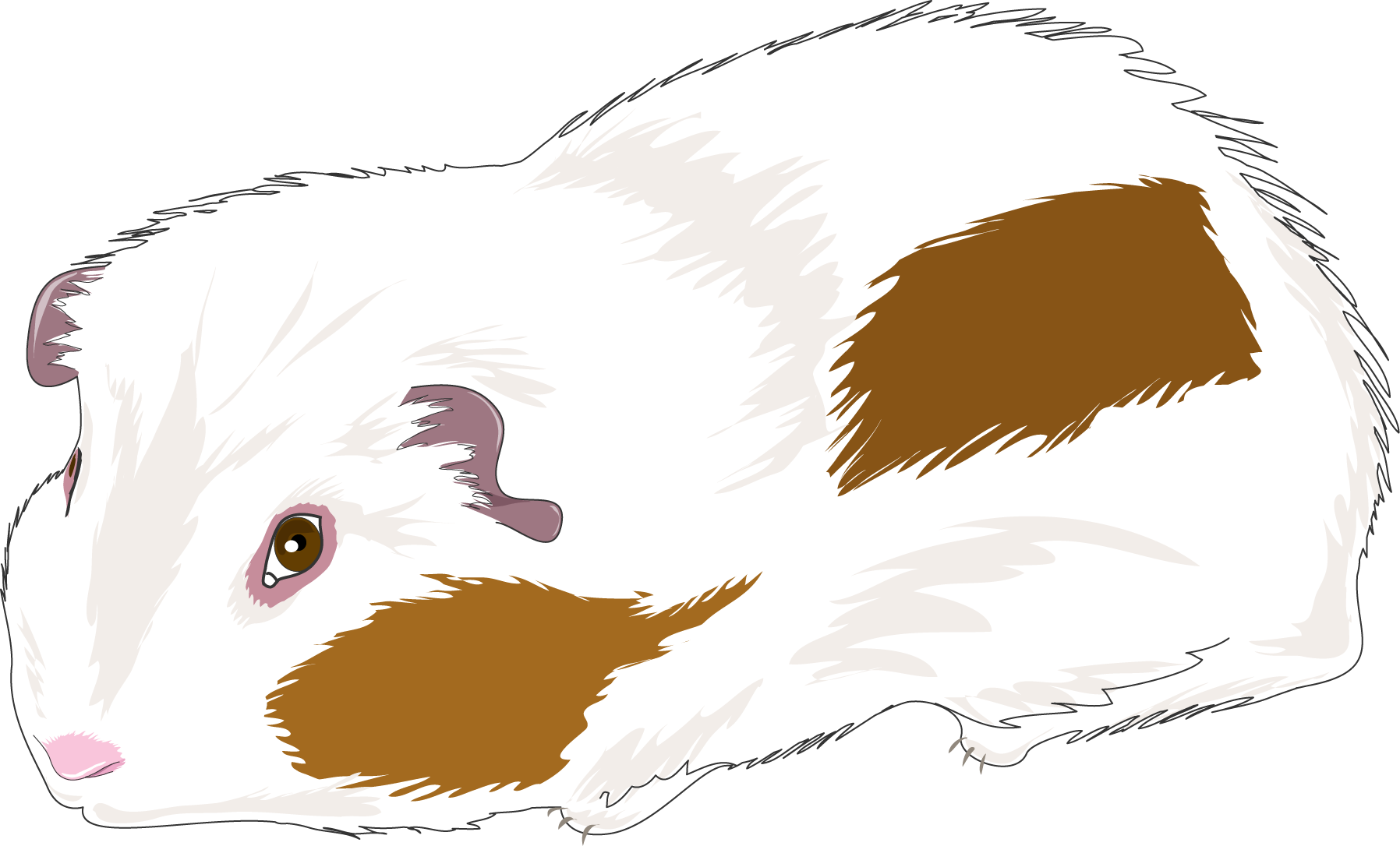 Whiteand Brown Guinea Pig Illustration PNG Image