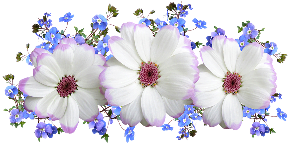 Whiteand Purple Flowers Transparent Background PNG Image