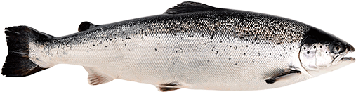 Whole Atlantic Salmon PNG Image