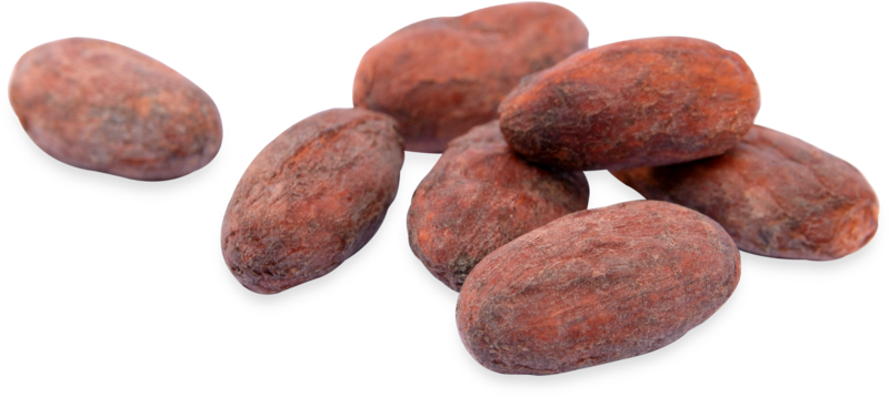 Whole Cacao Beans Isolated PNG Image