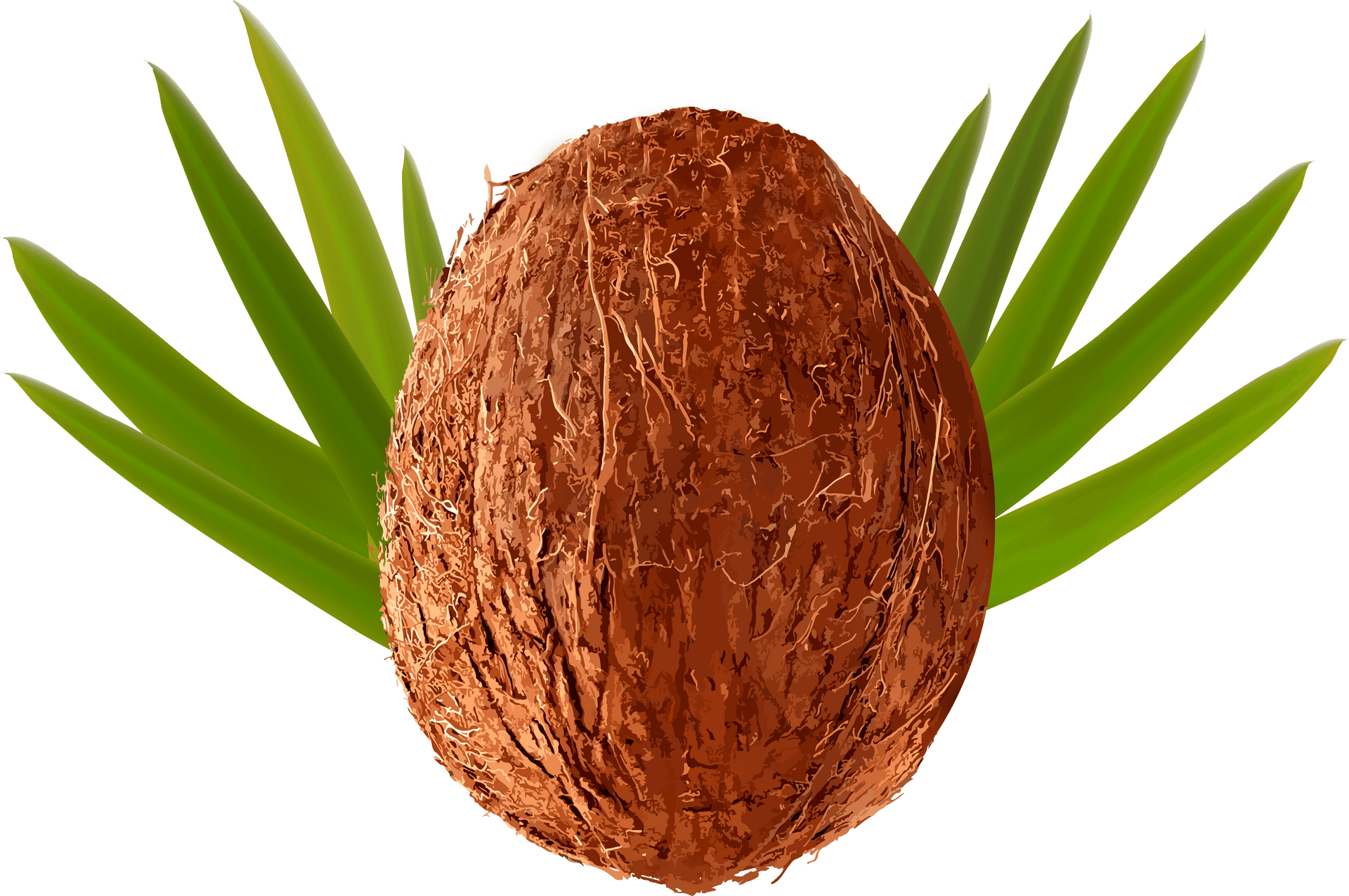 Whole Coconutwith Green Leaves PNG Image