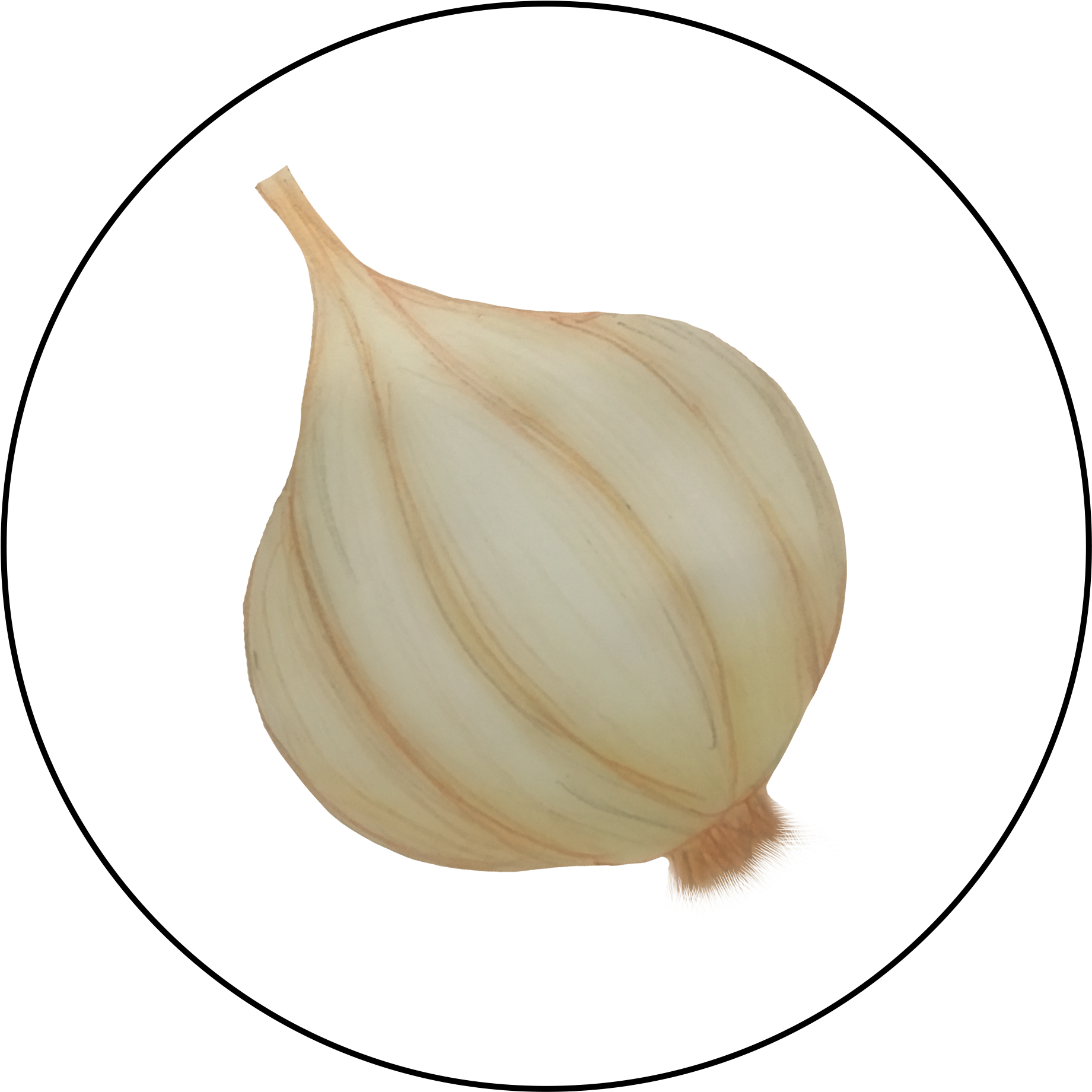 Whole Garlic Illustration.png PNG Image