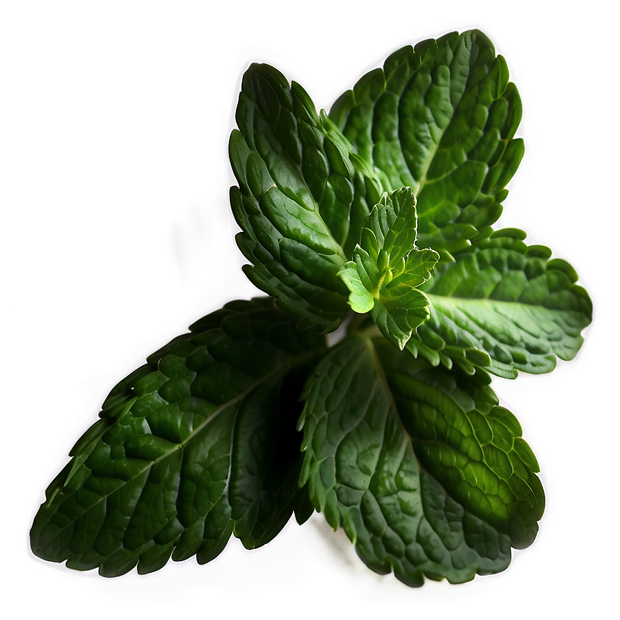 Whole Mint Leaves Png 89 PNG Image