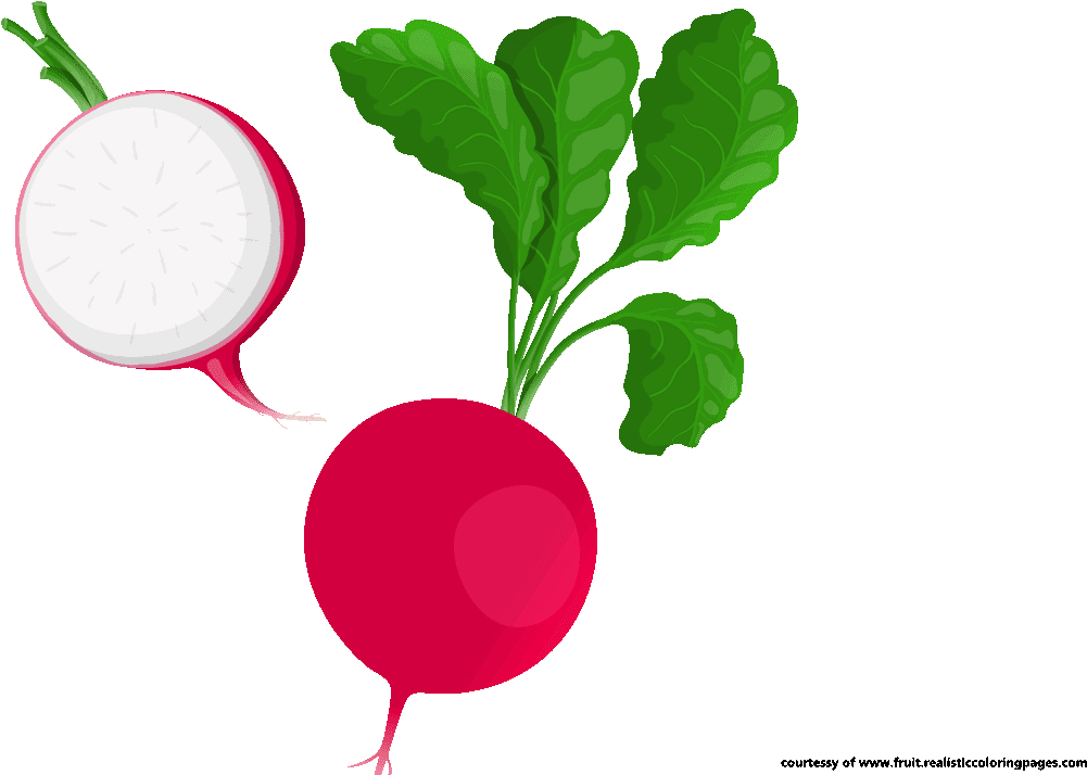 Wholeand Half Radish Illustration PNG Image