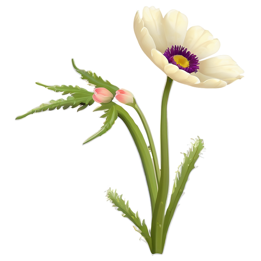 Wild Anemone Png 1 PNG Image