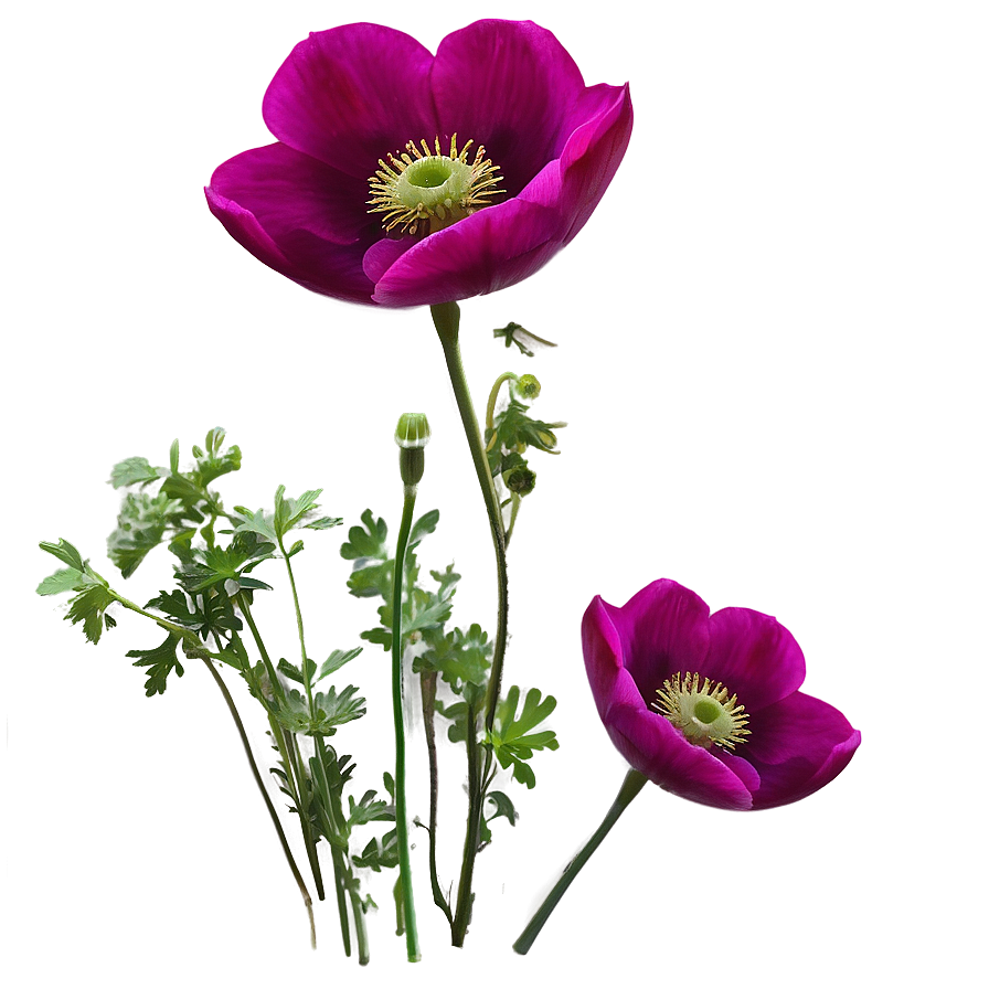 Wild Anemone Png Bch PNG Image