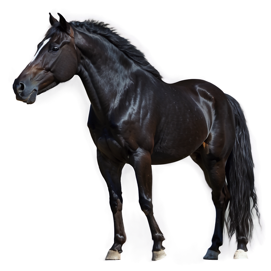 Wild Black Mustang Image Png Pql84 PNG Image