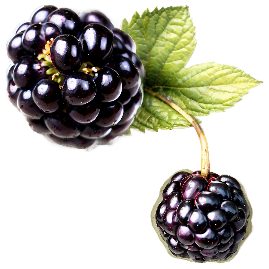 Wild Blackberry Png 05232024 PNG Image