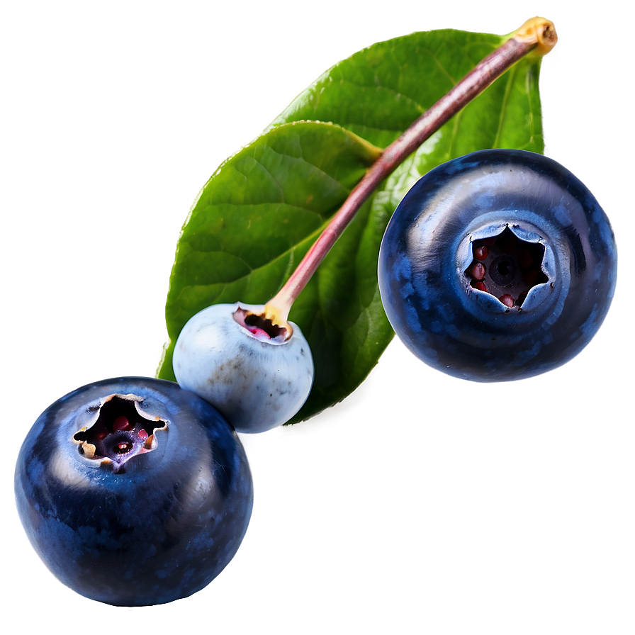 Wild Blueberries Png Glb59 PNG Image