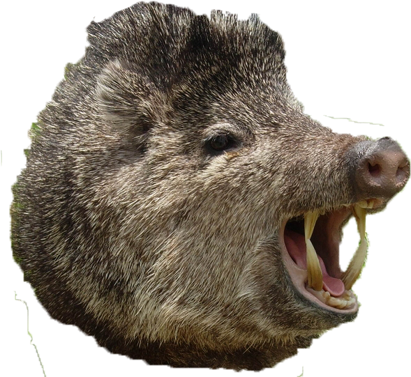 Wild Boar Aggressive Display PNG Image