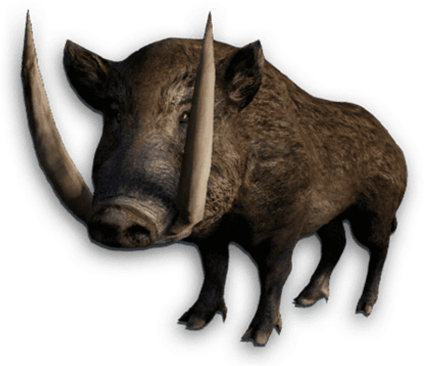 Wild Boar Isolated Cutout PNG Image