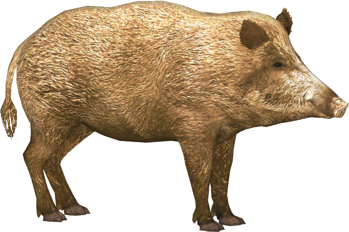 Wild Boar Isolated Image PNG Image