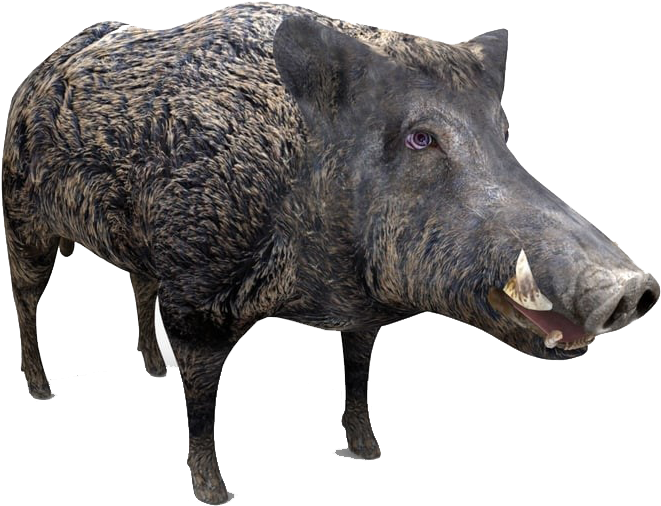 Wild Boar Isolated.png PNG Image