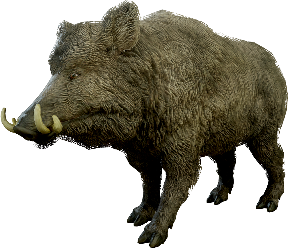 Wild Boar Isolatedon Transparent Background.png PNG Image