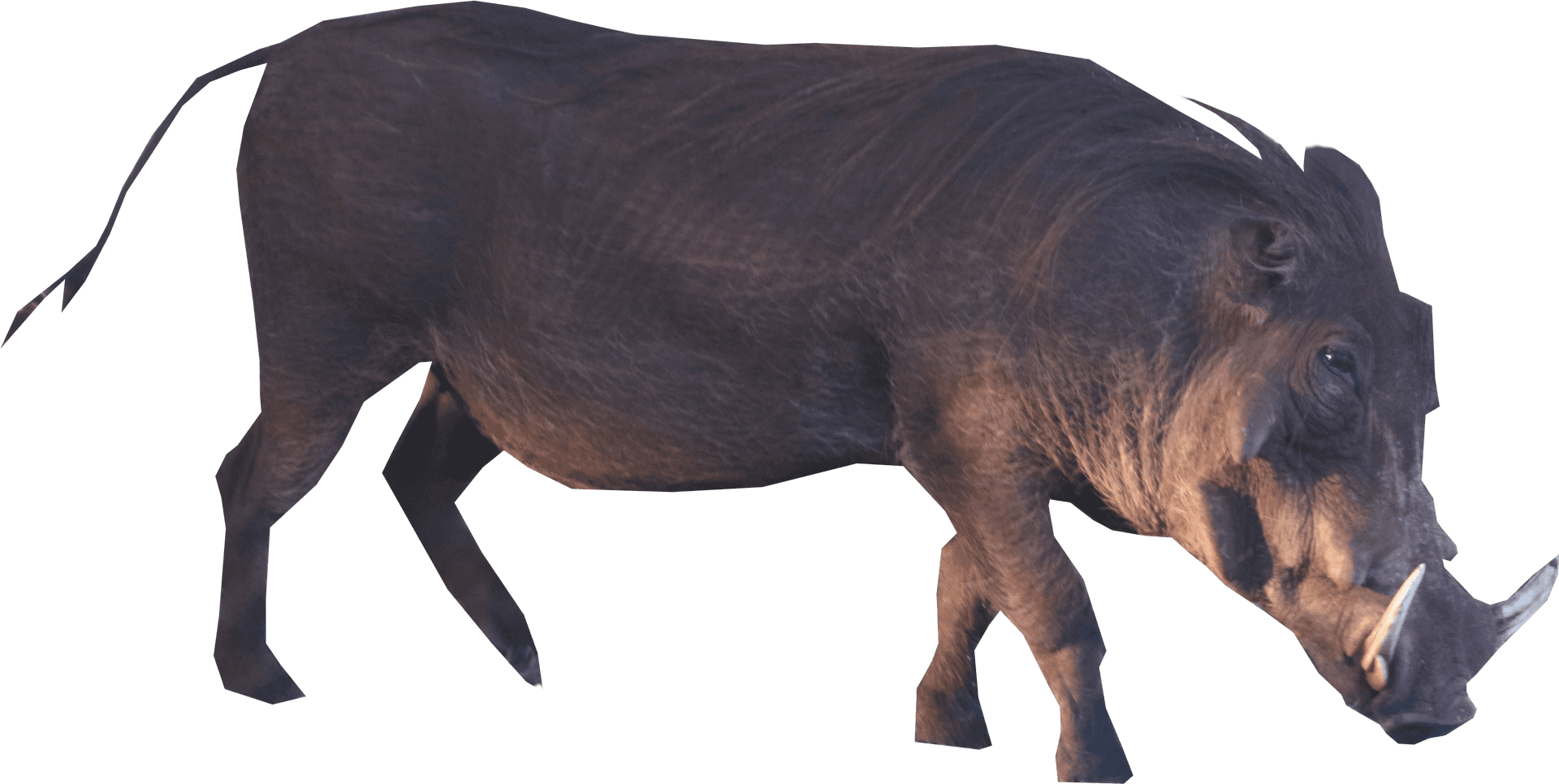 Wild Boar Side View PNG Image