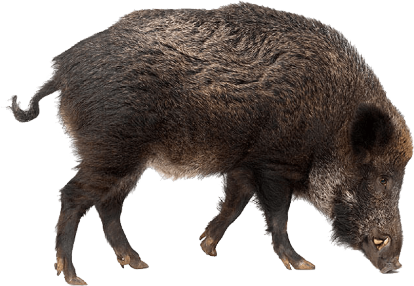 Wild Boar Side View PNG Image