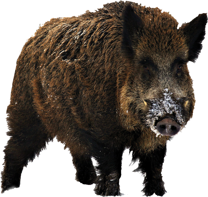 Wild Boarwith Snowon Snout.png PNG Image