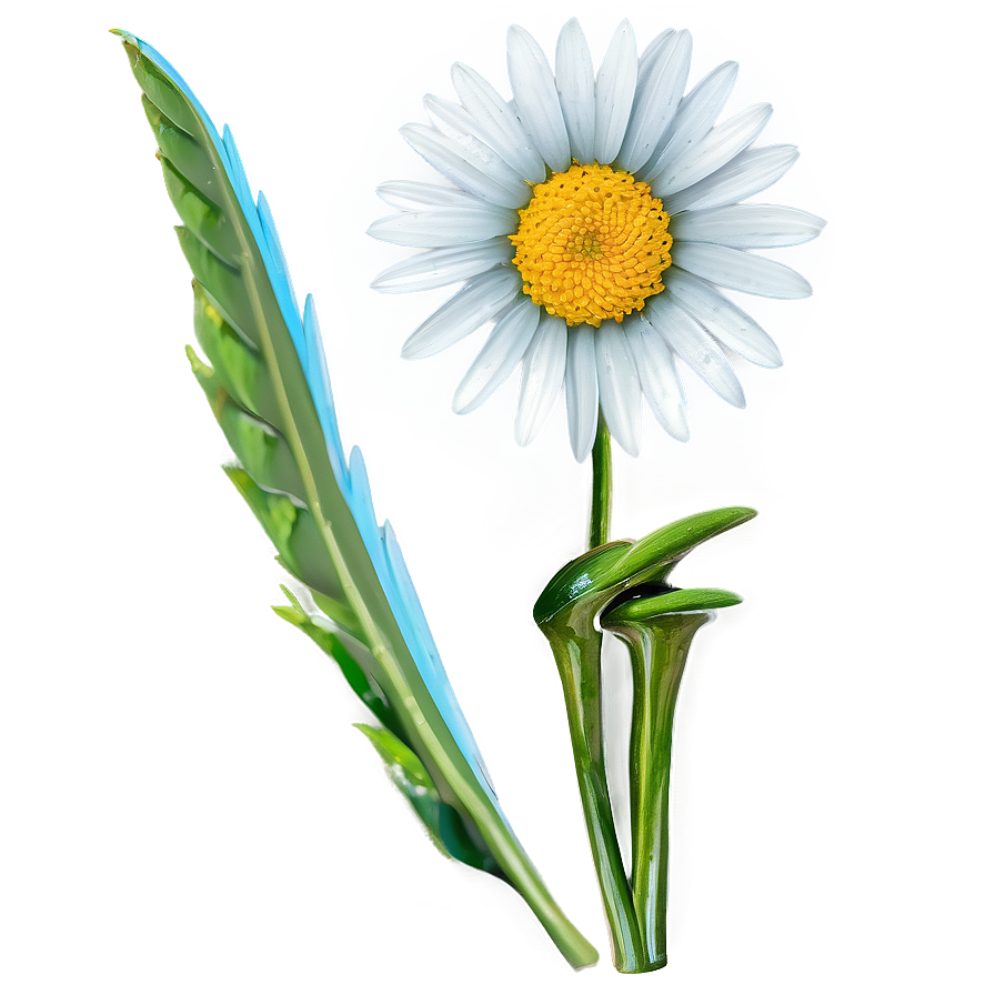 Wild Daisy Png 05212024 PNG Image